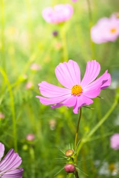 The background image of the colorful flowers, background nature