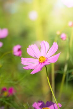 The background image of the colorful flowers, background nature