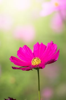 The background image of the colorful flowers, background nature