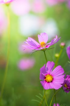 The background image of the colorful flowers, background nature