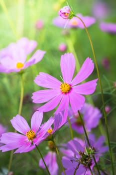 The background image of the colorful flowers, background nature