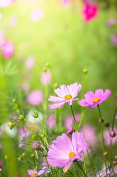 The background image of the colorful flowers, background nature