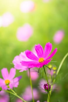 The background image of the colorful flowers, background nature