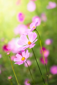 The background image of the colorful flowers, background nature