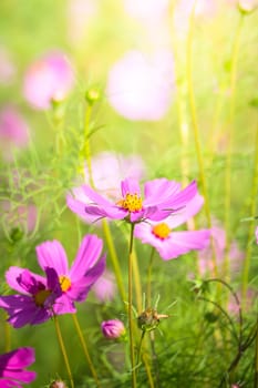 The background image of the colorful flowers, background nature