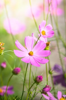 The background image of the colorful flowers, background nature