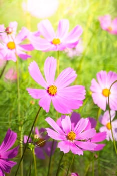 The background image of the colorful flowers, background nature