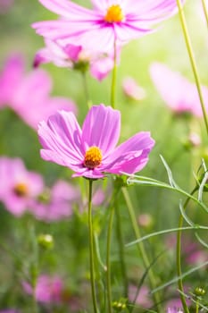 The background image of the colorful flowers, background nature