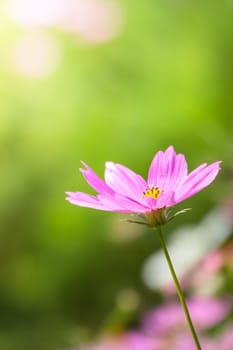 The background image of the colorful flowers, background nature