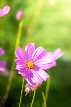 The background image of the colorful flowers, background nature