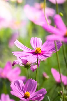 The background image of the colorful flowers, background nature