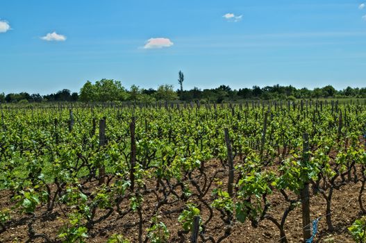 View at vineyard in Dalmatia on spring sun