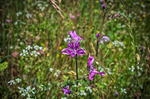 Wild plant purple flower at meadow, damaged by insects