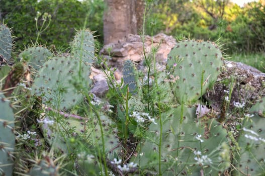Big cactuses growing on rocks on spring sun