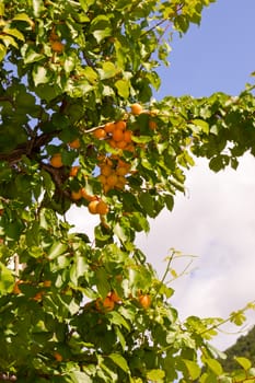 View of an apricot tree with ripe fruit in Alto Adige on South Tyrol in Italy