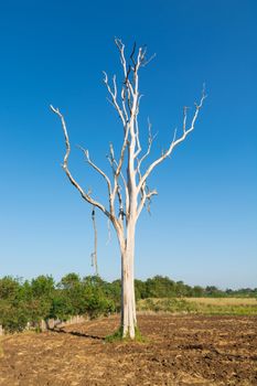 White Trunk Leafless Dead tree in Field of Sunshine Sunny Day with Summer blue Sky Background as Ecology or Environment Conserving Concept