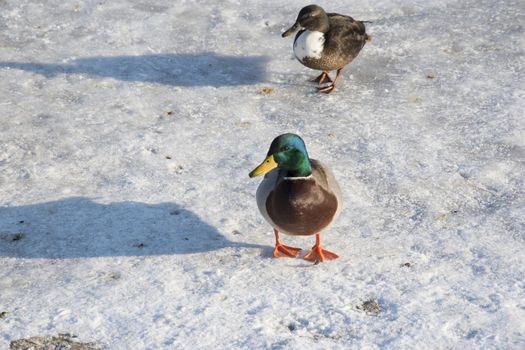 Duck on snow, ice. Wildlife of bird in winter photo 