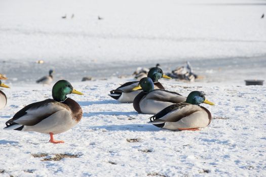 Duck on snow, ice. Wildlife of bird in winter photo 