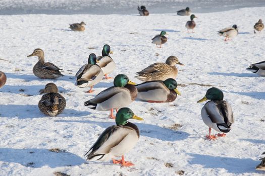 Duck on snow, ice. Wildlife of bird in winter photo 