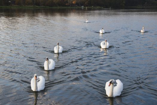 flowing  flock of swans on the river photo