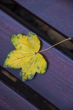 yellow autumn leaf on bench close up photo