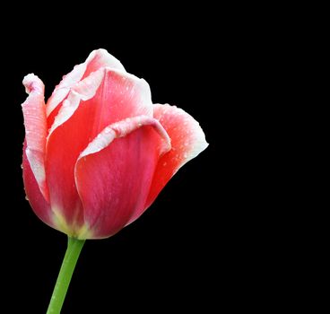 Beautiful red tulip on a black background