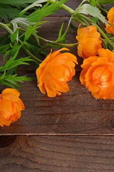 Beautiful orange flowers on a wooden background
