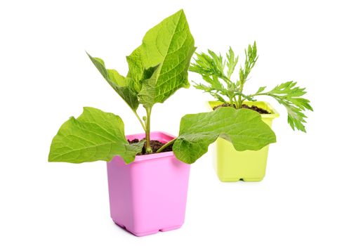 Green plant in a flower pot isolated