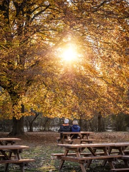 View of colorful yellow tree with elderly couple relaxing on bench beneath.