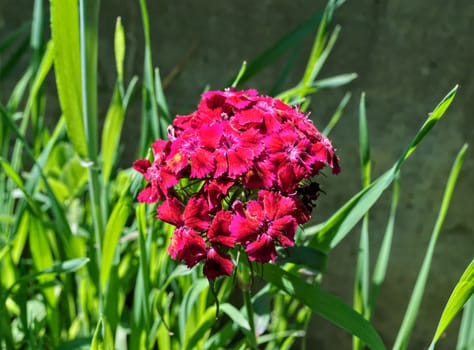 Red blooming flower in garden