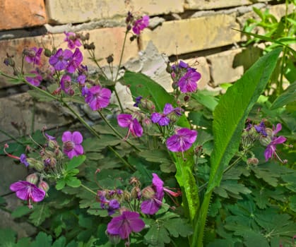 Small purple flowers in garden, close up