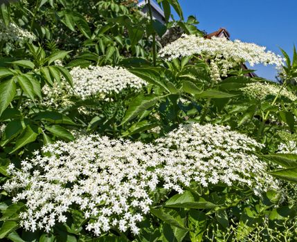 Elder blooming flowers cluster, close up