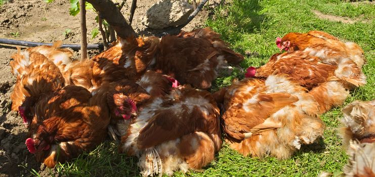 Ginger chickens having fun on spring sun