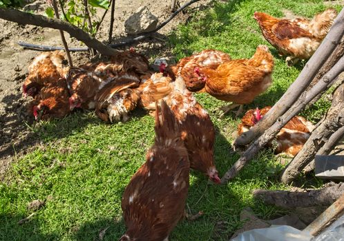 Ginger chickens having fun on spring sun