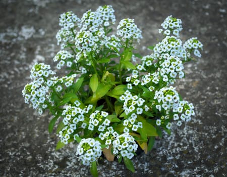 Small plant in flowerpot blooming with white flowers