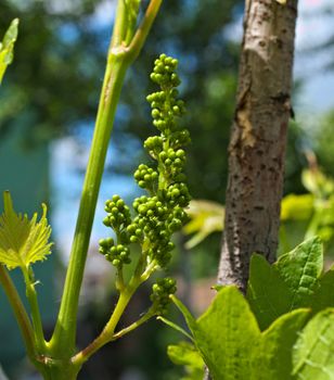 Small grapes growing on grapevine, close up