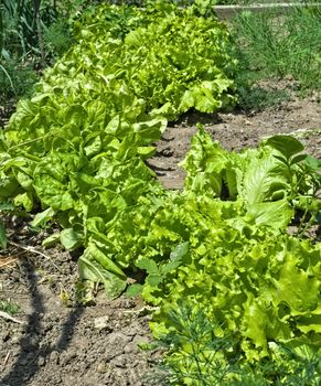 Organic lettuce growing in garden