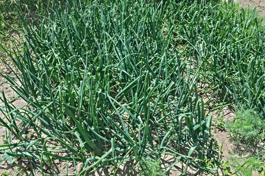 Organic onion growing in garden during spring