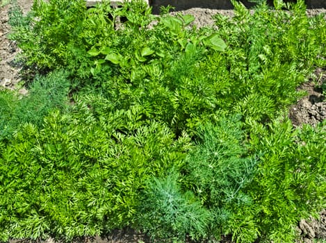 Young organic parsley growing in garden, spring time