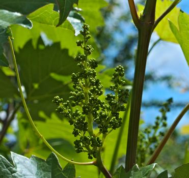 Small grapes growing on grapevine, close up