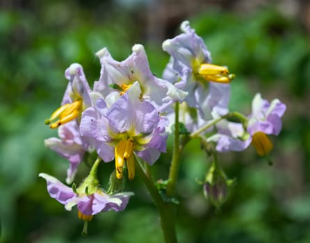 Potato blooming flowers on spring sun