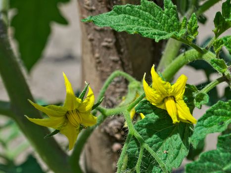 Tomato blooming flowers on spring sun