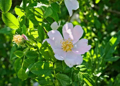 Wild rose blooming flower, close up