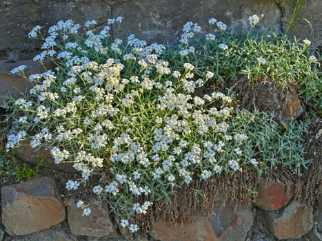 Plant on rocks blooming with white flowers