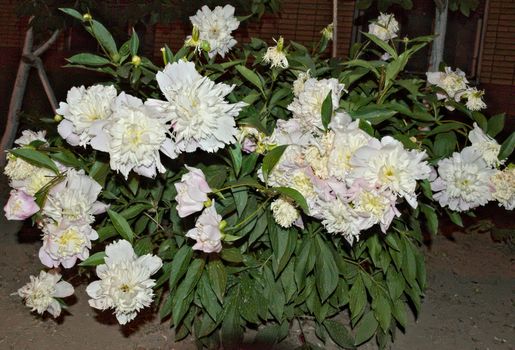 Plant blooming with big white flowers under flash light