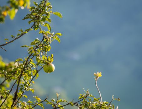 Natural green apple without any treatment hanging on the branch in the apple orchard during the autumn.