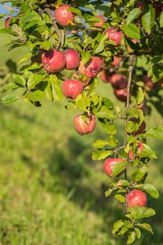 Natural red apples without any treatment hanging on the branch in the apple orchard during the autumn.