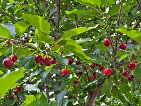 Cherries hanging from branch, ready for harvest