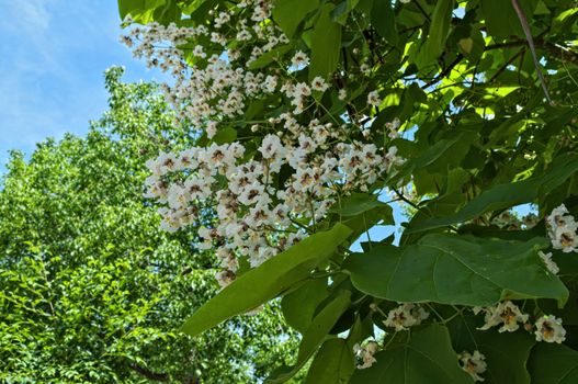 Catalpa tree blooming with big clusters of white flowers