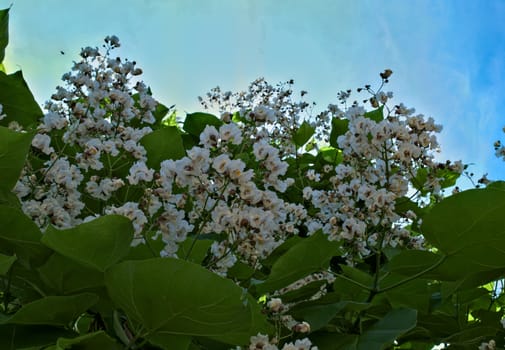 Catalpa tree blooming with big clusters of white flowers